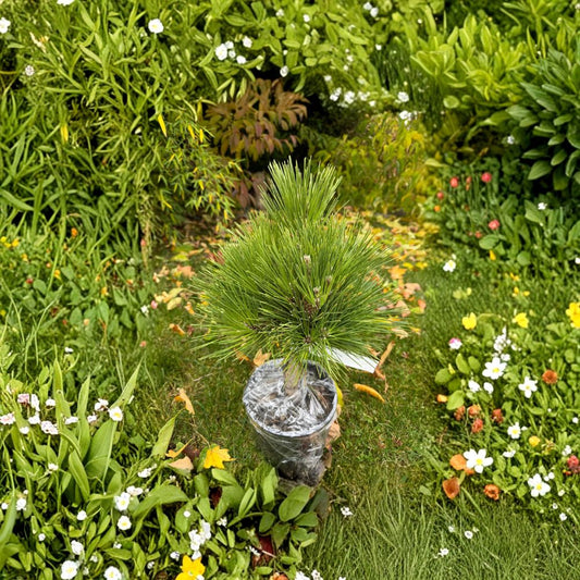Pinus thunbergii 'Whiskey Hill Thundercloud' – Japanese Black Pine Live Plant | 12 Inches Tall | Includes 1 Gallon Pot | Evergreen Conifer | Collector Pine | Landscape Specimen