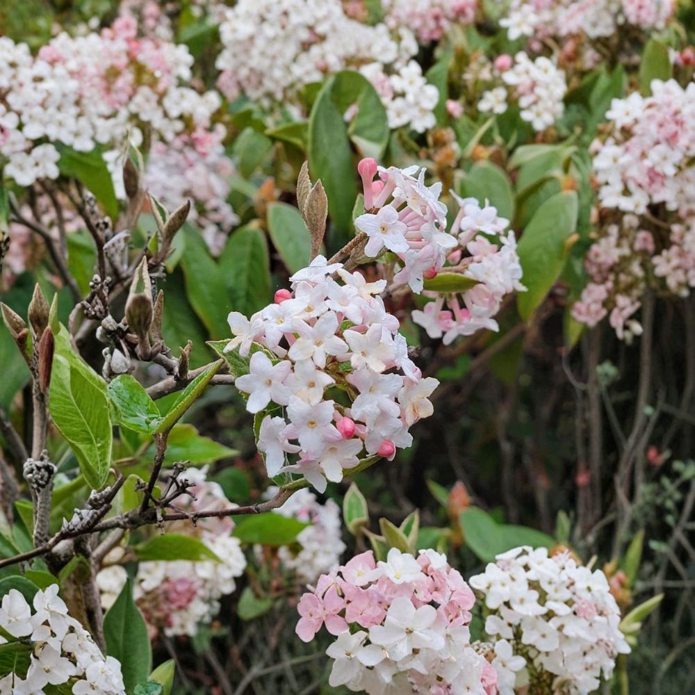 Juddii Viburnum Live Plant | 6–12 Inches Tall | 2.5-Inch Nursery Pot | Fragrant Flowering Shrub | Hardy Landscape Plant