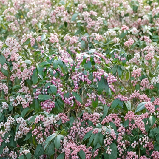 Katsura Pieris Japonica – Live Japanese Andromeda Plant | 6+ Inch Starter Shrub | Red New Foliage | Pink Bell Flowers | Evergreen Shade Plant
