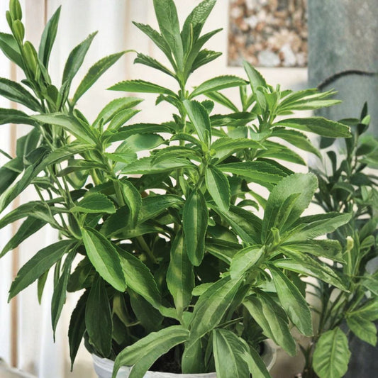 Stevia Live Plants – 2 Pack | Stevia rebaudiana Sweet Leaf | 4–6 Inches Tall | Naturally Sweet Herb | Culinary Garden Plant | No Pot