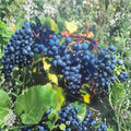 Concord Grape Vine – Vitis labrusca Live Plant | 2 Gallon Size | Includes Root-Wrapped Healthy Vine | Vineyard & Backyard Friendly | Easy to Grow