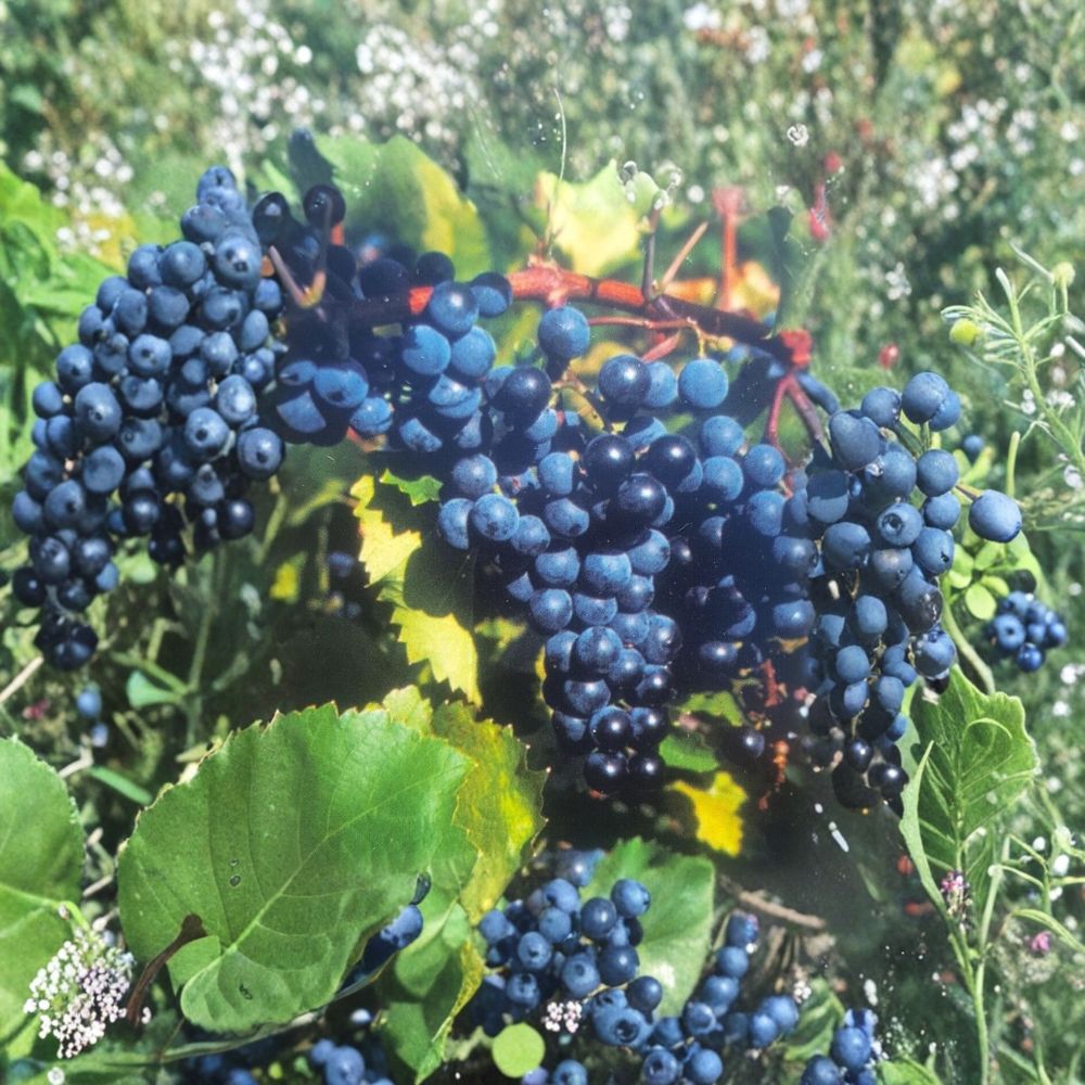 Concord Grape Vine – Vitis labrusca Live Plant | 2 Gallon Size | Includes Root-Wrapped Healthy Vine | Vineyard & Backyard Friendly | Easy to Grow