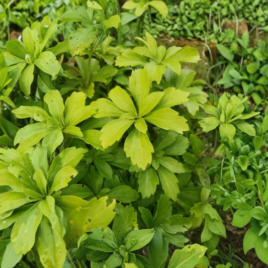 50+ Live Japanese Spurge Plants – Pachysandra terminalis | Fresh Semi-Bare Root Ground Cover | 4–24 Inch Cuttings | Shade Garden | Evergreen Perennial | Zones 4–8