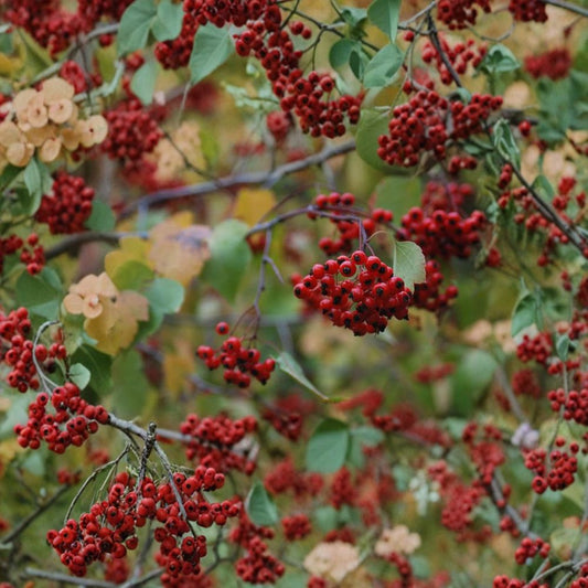 Washington Hawthorn Tree – Live Native Ornamental Tree | 1 Gallon Pot | Crataegus phaenopyrum | Wildlife-Friendly Landscape Tree