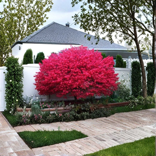 Burning Bush Live Plants – 5 Plants | Kochia trichophylla | 6–10" Tall | Fall Red Foliage | Bareroot Ornamental Shrub | Deer Resistant Garden Plant