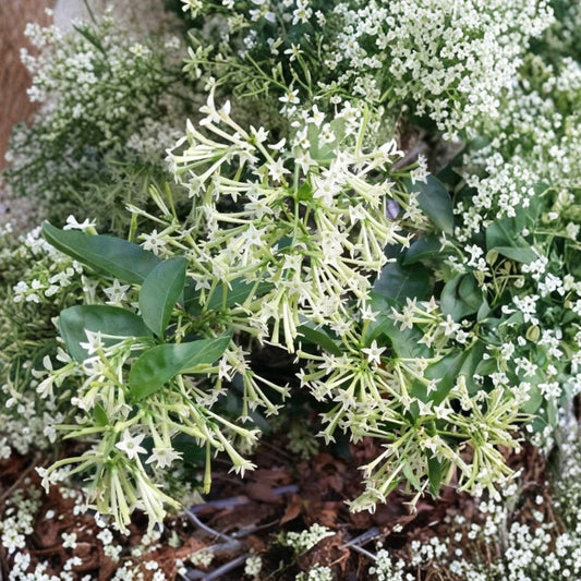 Night Blooming Jasmine Live Plants – Cestrum nocturnum | Set of 2 | 4–6 Inch Starter Plants | Fragrant White Night-Blooming Flowers | No Pot