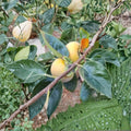 Fuyu Persimmon Tree – Diospyros kaki Live Fruit Tree | 4–6 Feet Tall | Includes Healthy Root System | Backyard Orchard Friendly | Sweet Non-Astringent Fruit