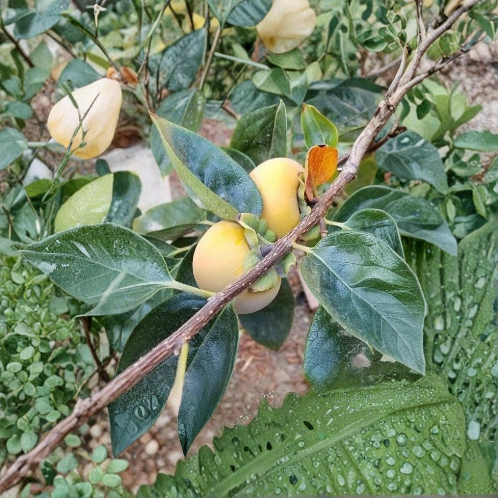 Fuyu Persimmon Tree – Diospyros kaki Live Fruit Tree | 4–6 Feet Tall | Includes Healthy Root System | Backyard Orchard Friendly | Sweet Non-Astringent Fruit
