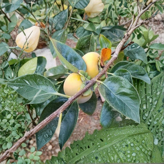 Fuyu Persimmon Tree – Diospyros kaki Live Fruit Tree | 4–6 Feet Tall | Includes Healthy Root System | Backyard Orchard Friendly | Sweet Non-Astringent Fruit