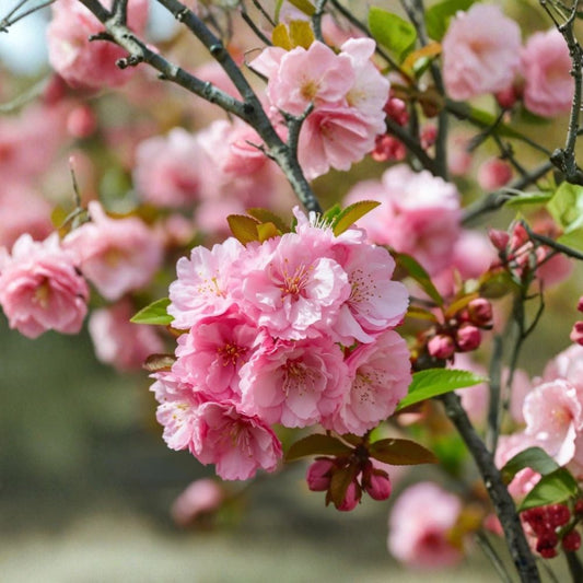 Live Pink Flowering Almond Plant | 10–14 Inches Tall | Quart Pot | Ornamental Spring Blooming Shrub | Hardy Landscape Plant