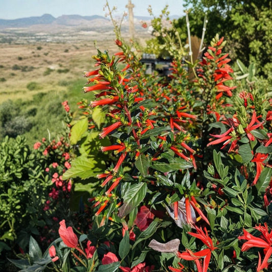 Cuphea ‘Big Cigar’ Live Plants – 2 Plants | 4–6" Tall | Unique Tubular Flowers | Ornamental Flowering Plant | Patio & Container Friendly | Ships Without Pot