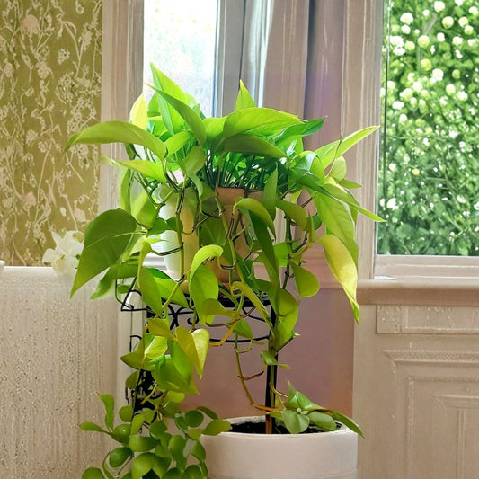 Neon Lemon Lime Pothos Live Cuttings – Epipremnum aureum ‘Neon’ | Set of 6 Unrooted Cuttings | Bright Yellow-Green Foliage | Easy Houseplant