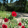 Climbing Don Juan Rose – 5 Gallon Live Rose Bush Plant | Deep Red Fragrant Blooms | Includes Root Ball Wrapping | Climbing Rose for Trellis & Fence | Easy to Grow