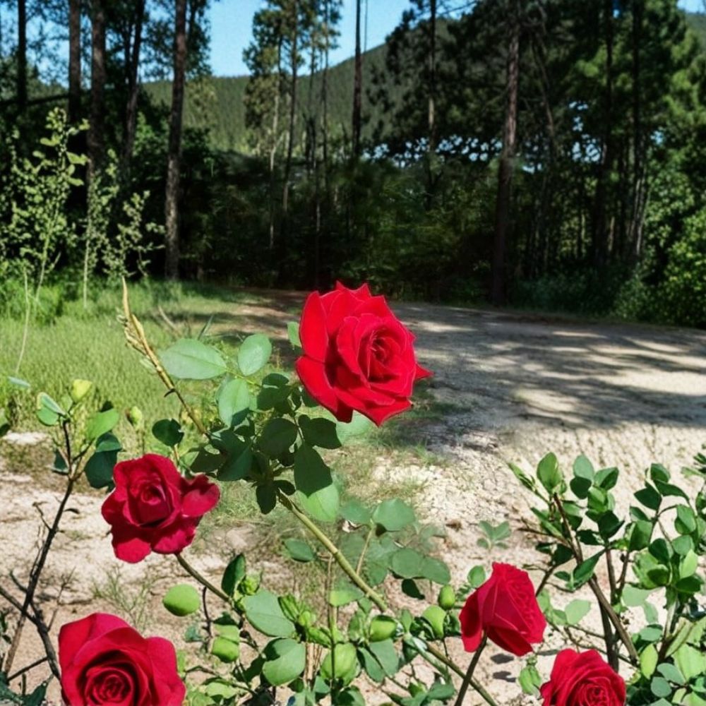 Climbing Don Juan Rose – 5 Gallon Live Rose Bush Plant | Deep Red Fragrant Blooms | Includes Root Ball Wrapping | Climbing Rose for Trellis & Fence | Easy to Grow
