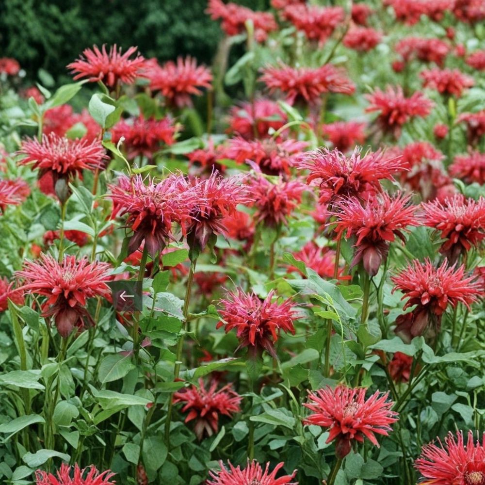 Bee Balm Live Plant – Monarda Perennial | Well Rooted in 2 Inch Pot | Red Flowers | Hummingbird & Butterfly Plant | Pollinator Garden