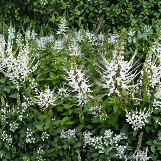 2 White Cat Whiskers Plants – Live Orthosiphon aristatus | 4–6 Inch Starters | White Flowers | Pollinator Garden Plant | No Pot