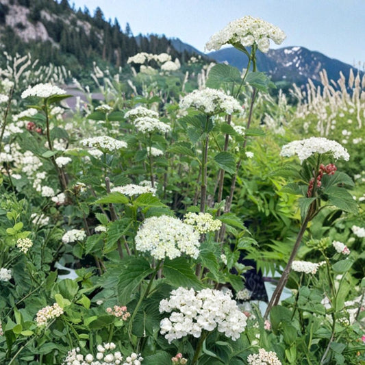 Chicago Lustre Viburnum Live Plant – Viburnum ‘Chicago Lustre’ | 10–18 Inch Shrub | 2.5 Inch Pot | Creamy White Blooms & Blue-Purple Berries | Bird-Friendly Landscape Shrub
