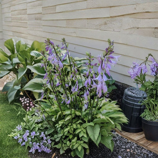 Curly Fries Hosta Live Plant – Hosta ‘Curly Fries’ | 2.5 Quart Plant | Compact Shade Perennial | Chartreuse Wavy Foliage | Zones 3–9