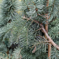 Abies procera 'DelBar Cascade' – Noble Fir Live Plant | 10 Inches Tall | Includes 1 Gallon Pot | Weeping Blue Evergreen Conifer | Collector Landscape Specimen