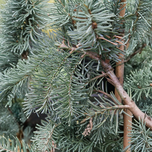 Abies procera 'DelBar Cascade' – Noble Fir Live Plant | 10 Inches Tall | Includes 1 Gallon Pot | Weeping Blue Evergreen Conifer | Collector Landscape Specimen