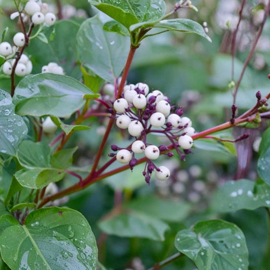 Live Red Twig Dogwood Plant – 6 to 12 Inches Tall | Includes 4-Inch Nursery Pot | Deciduous Shrub | Brilliant Red Winter Stems | Easy to Grow