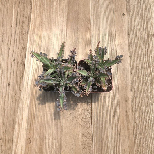 Kalanchoe tubiflora Live Plant – Mother of Millions | 2 Inch Pot | Unique Succulent | Easy Care Indoor & Patio Plant