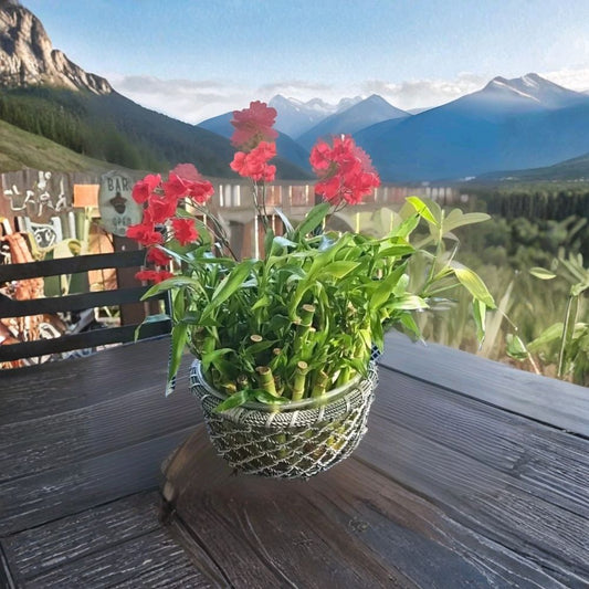 Lucky Bamboo 7 Stalks Live Plants – Dracaena sanderiana | 5 x 4 Inch & 2 x 6 Inch | Indoor Feng Shui Plant | Positive Energy Gift