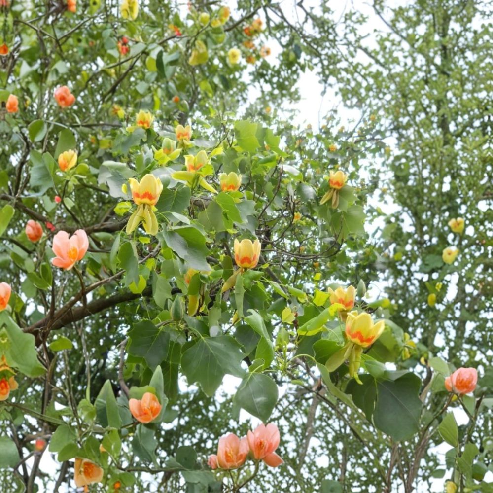Tulip Tree Live Plant – Liriodendron tulipifera | 6–10 Inches Tall | 1 Quart Pot | Native Shade Tree | Yellow Poplar | Fast Growing
