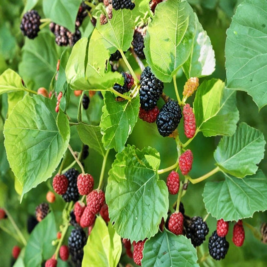 Dwarf Mulberry Tree Live Plant – Everbearing | 3 Inch Pot | Sweet Edible Fruit | Self-Fertile Fruit Tree | Container Friendly | Greenhouse Grown