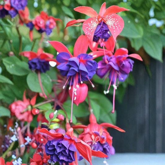 2-Pack Live Fuchsia Plants – Growing in 6-Inch Pot | Choose From 20+ Varieties | Flowering Fuchsia | Hanging Basket & Patio Plant | Garden Favorite