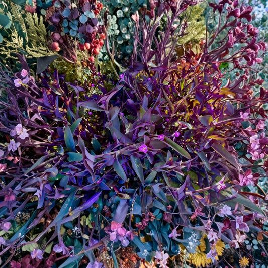 Purple Heart Live Cuttings – 15 Cuttings | Tradescantia pallida ‘Purpurea’ | 4–8" Long | Purple Wandering Jew | Easy Propagation Plant | Indoor & Outdoor