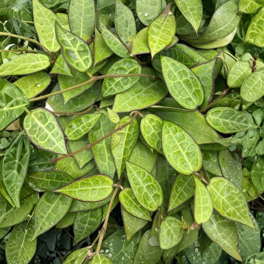 Hoya Black Margin – Live Tropical Houseplant | 6 Inch Nursery Pot | Rare Wax Plant | Indoor & Outdoor Friendly | Easy to Grow