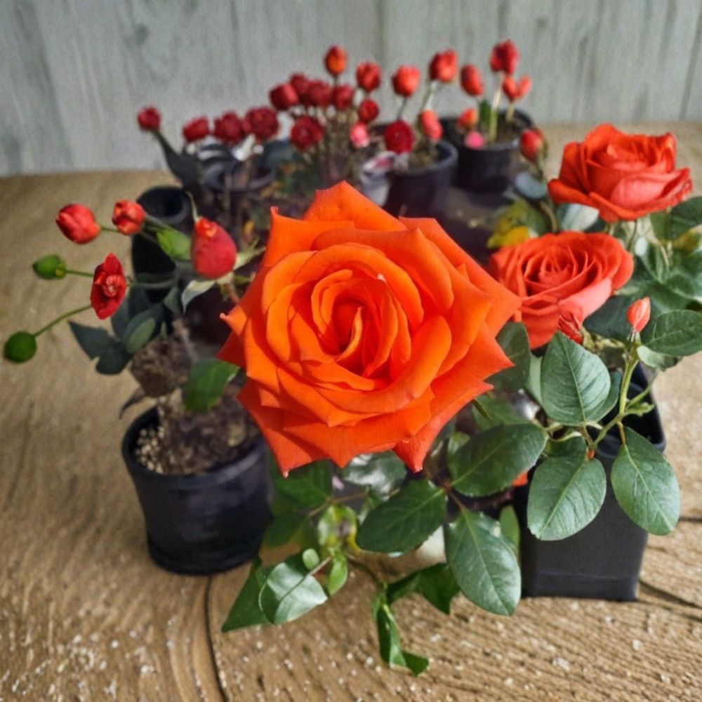 Marina Everblooming Floribunda Rose – 3 Gallon Live Bush Plant | Salmon Orange Blooms | Includes Root Ball Wrapping | Continuous Flowering Rose Shrub | Garden Favorite