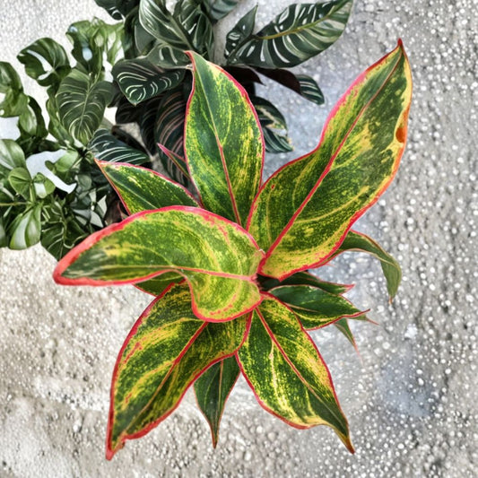 Aglaonema ‘Siam’ Chinese Evergreen – Live Plant | 7 Inch Tall | Pink & Green Tropical Houseplant | Bare Root | Easy Care Indoor Plant
