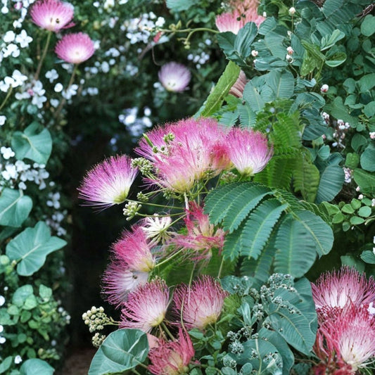Silk Mimosa Tree Live Plants – Set of 2 | Albizia julibrissin | 6” Seedling Starters | Fragrant Pink Flowers | Butterfly & Hummingbird Tree