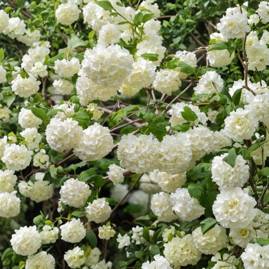 Old Fashion Snowball Viburnum – Viburnum opulus Live Plant | 4–12 Inches Tall | 4 Inch Pot | White Flowering Shrub