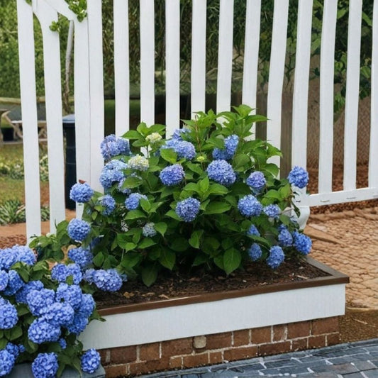 Nikko Blue Mophead Hydrangea – Hydrangea macrophylla 'Nikko Blue' Live Plant | 1 Quart | Blue Flowering Shrub | Grow Bag | Garden & Container Friendly