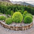 Thuja occidentalis 'Aurea' – Golden Globe Arborvitae Live Plant | 4 Inch Pot Size | Golden Evergreen Shrub | Compact Globe Conifer | Easy Care Landscape Plant