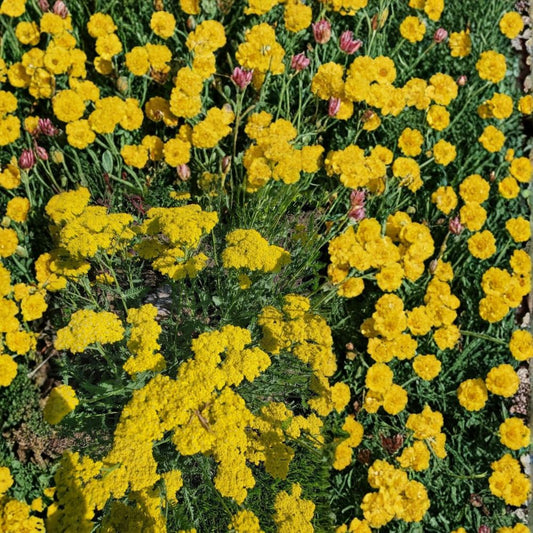 Live Moonshine Achillea Plant (Yarrow) | Bare Root Perennial | Bright Yellow Blooms | Medicinal Herb | Easy to Grow
