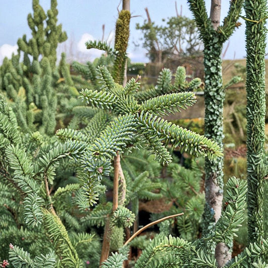 Kelleris Spanish Fir – Live Blue Evergreen Conifer | 12 Inch Tall Plant | 1 Gallon Pot | Abies pinsapo 'Kelleris'