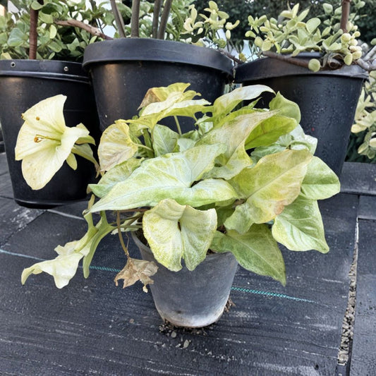Variegated Syngonium Live Plant – Arrowhead Plant | 1 Gallon Bare Root | Tropical Indoor Houseplant | Variegated Foliage | Hanging & Trailing Plant