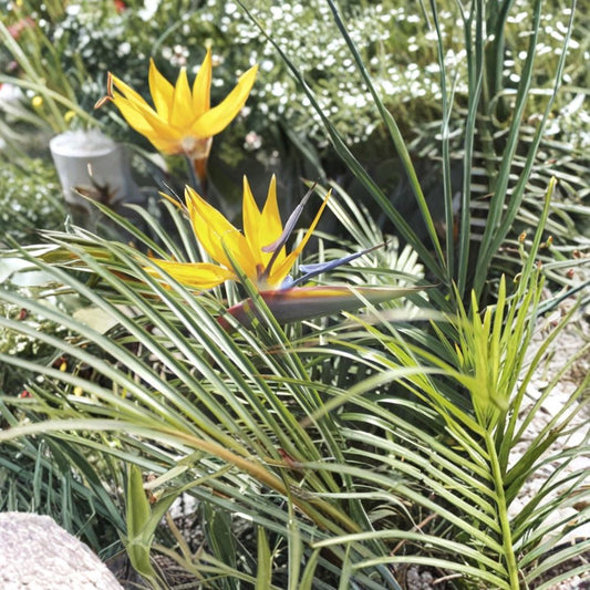 Yellow Gold Bird of Paradise Plant – Live Starter | 4–6 Inches | Ships Without Pot | Tropical Ornamental Foliage | Indoor & Patio Plant | Easy Care