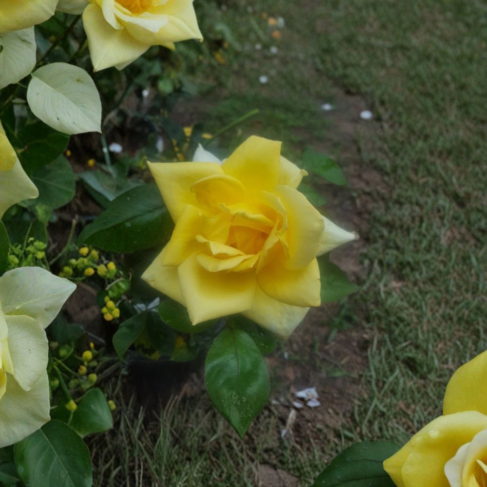Oregold Grandiflora Rose – Live Yellow Rose Bush | 2 Gallon Plant | Golden Yellow Blooms | Grandiflora Garden Rose | Full Sun Landscape Shrub