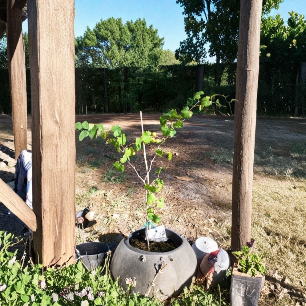 Bronze Summit Muscadine Grape Vine – 3 Gallon Live Plant | Bronze Female Grape Variety | Sweet Muscadine Fruit Vine | Requires Pollinator | Includes Rooted Live Plant