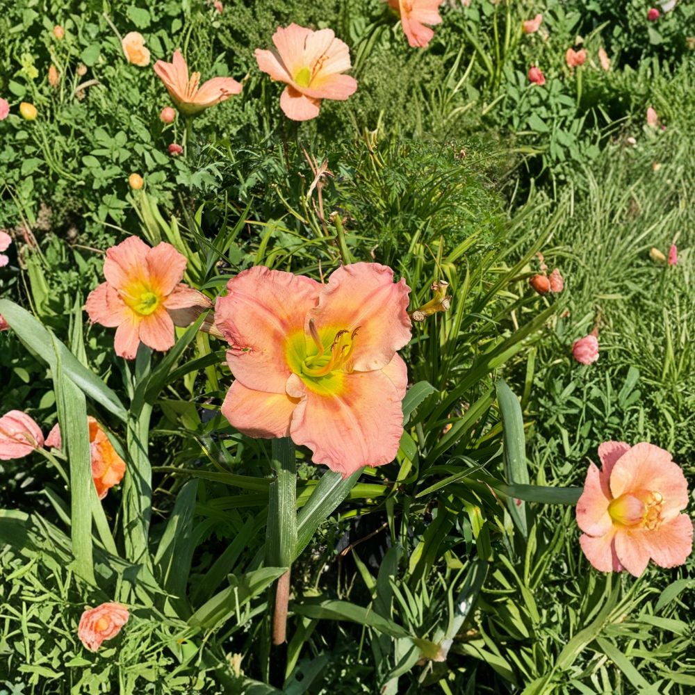 Hemerocallis 'Chorus Line' Daylily – 3 Bare Root Plants | Grade #1 Roots | Hardy Perennial Flower | Easy to Grow | Garden Favorite