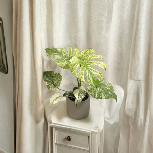 Monstera Mint – Rare Variegated Live Plant | 4–6 Inches Tall | Ships Without Pot | Tropical Houseplant | Collector Plant | Easy to Grow