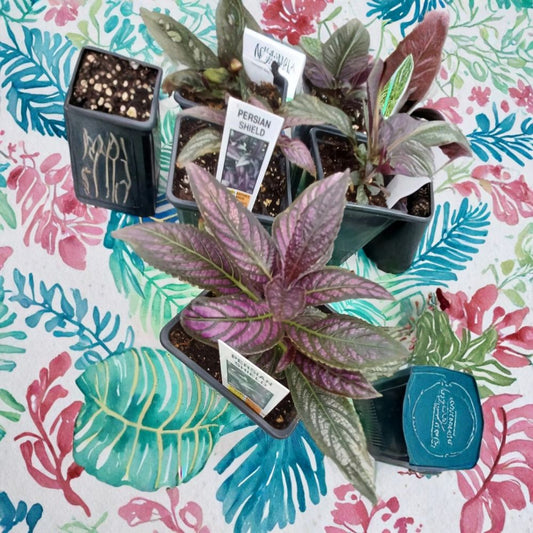 Persian Shield Plant – Live Strobilanthes dyerianus | 4 Inch Potted Plant | Purple Silver Foliage | Tropical Accent Plant | Indoor & Outdoor