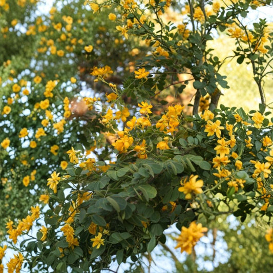 Cassia Butterfly Host Plant Live – Senna Starter Plant | 3–5 Inch Tall | Butterfly Garden Plant | Pollinator Friendly | No Pot