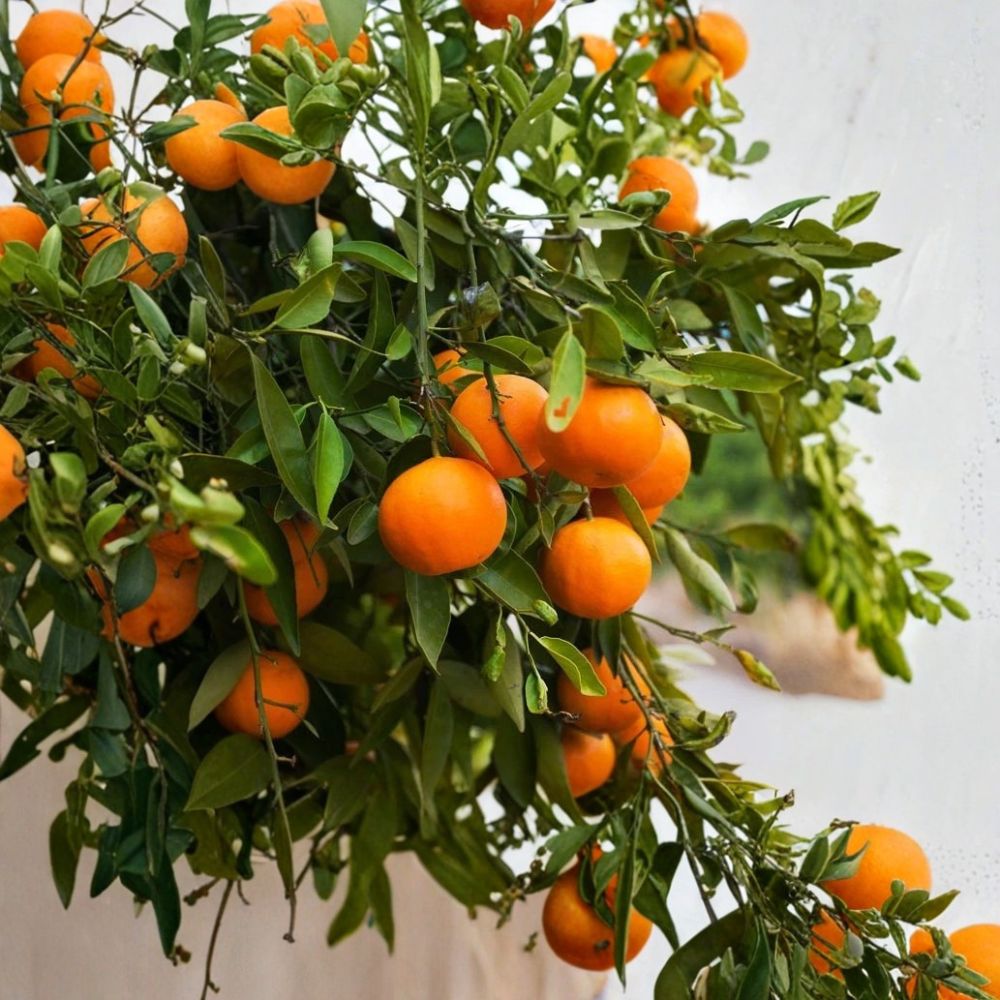 Washington Navel Orange Tree – Citrus sinensis Live Grafted Plant | 3–4 Feet Tall | 4 x 12 Inch Pot | Seedless Sweet Citrus | Florida Shipping Only