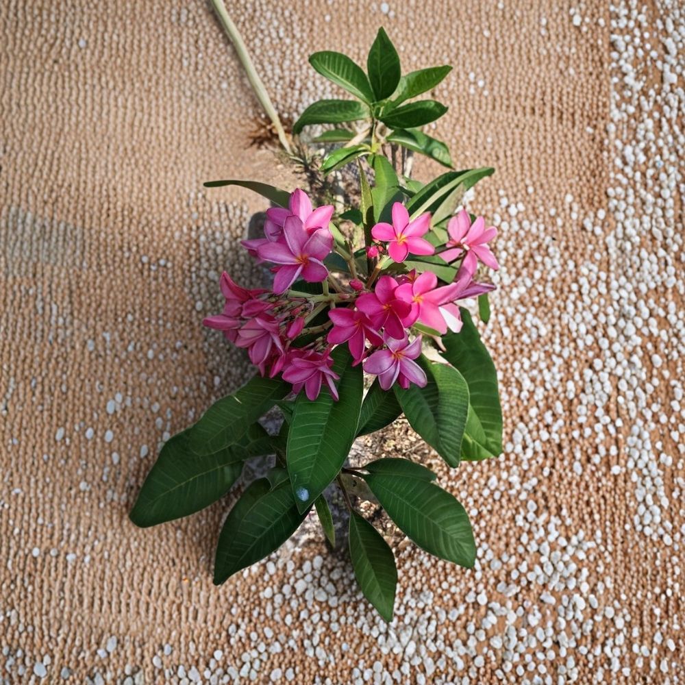 Plumeria Pink/Fuchsia – Live Cutting | 8–9 Inches Long | Fragrant Tropical Flowering Plant | Frangipani Starter